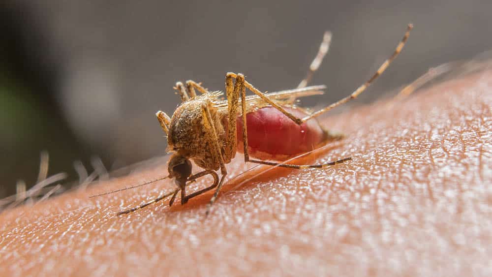 Colombia espera erradicar en los próximos 10 años la malaria