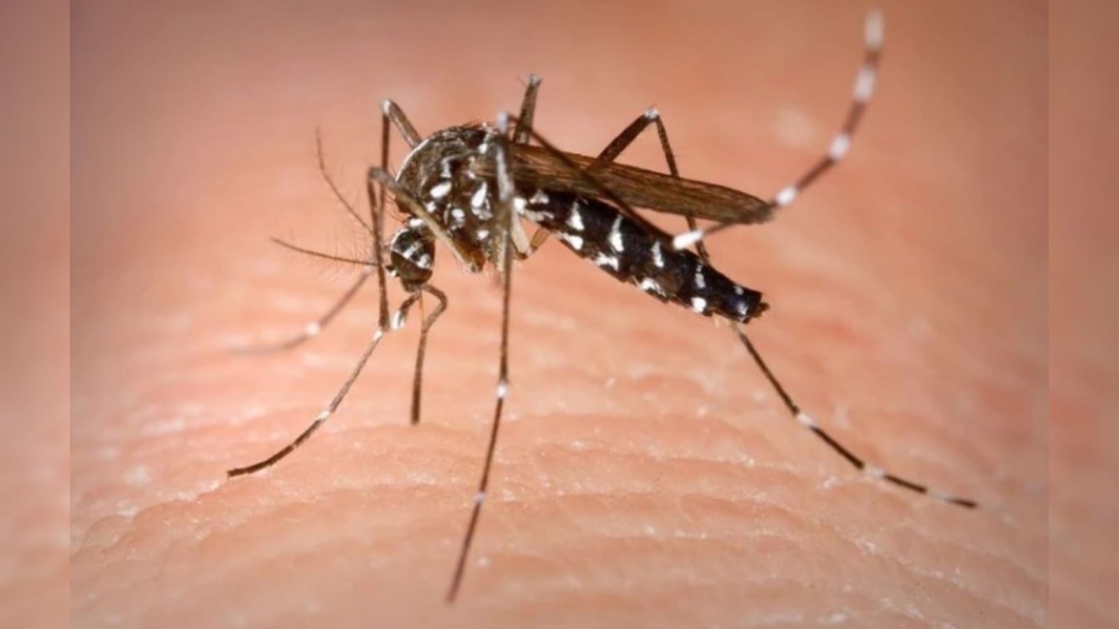 Colombia está en alerta por aumento de casos de dengue
