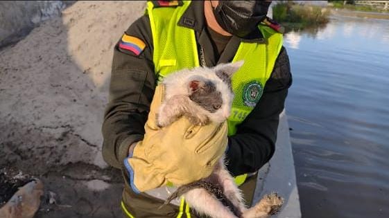 Policía rescató felino abandonado en el río ceibas