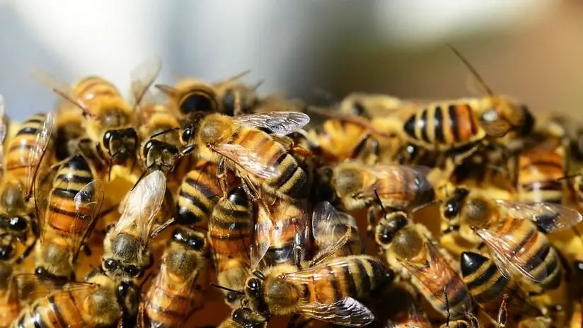 Murió hombre tras ser picado por abejas africanizadas