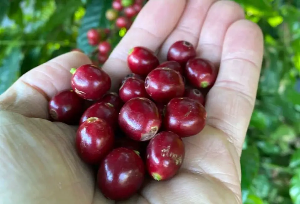 Subproductos del café:  No son desechos, son productos totalmente aprovechables