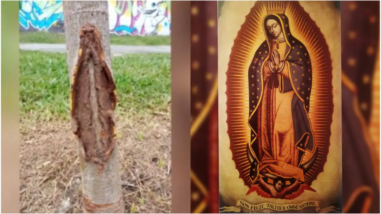 En Medellín señalan que apareció la Virgen de Guadalupe