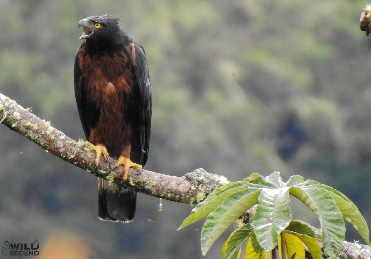 Conformada Red de Conservación del Águila Real de Montaña en Huila
