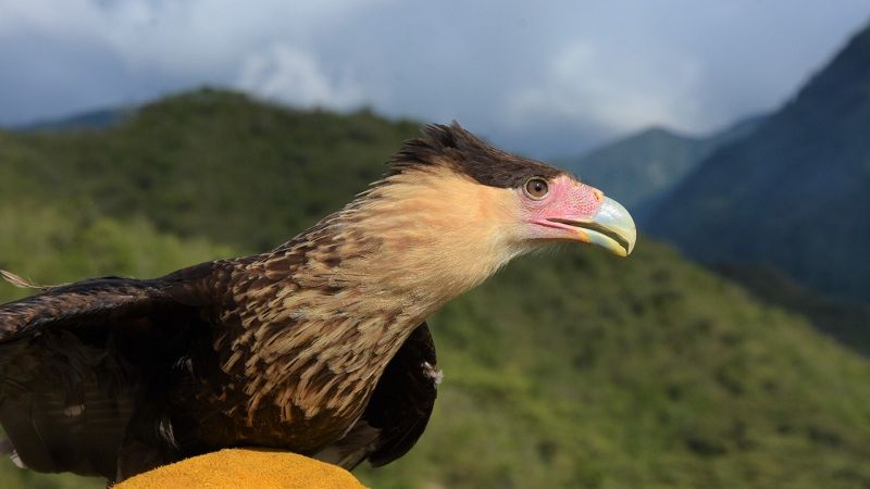 Diez animales silvestres regresan a su hábitat natural en Huila
