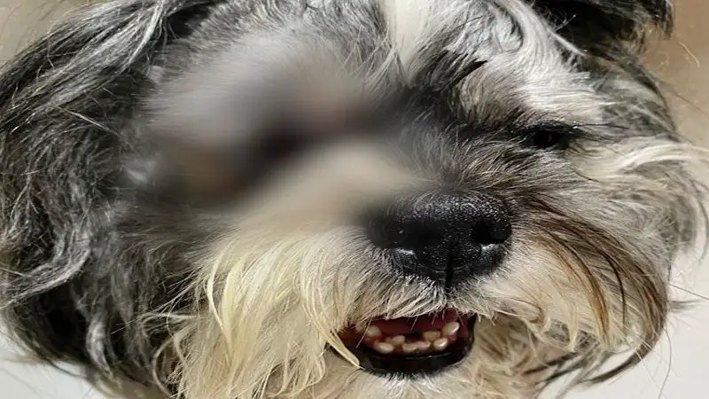 Falsa veterinaria le hizo perder el ojo a un perro