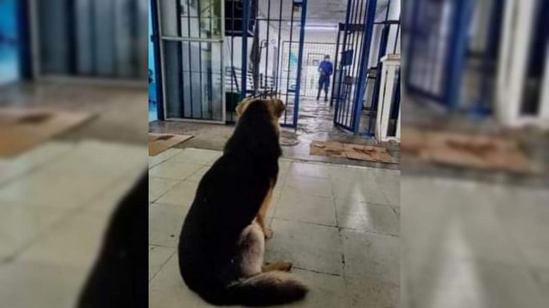 Después de una semana, un perrito en Pitalito se reencontró con su amo