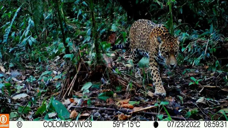 Por primera vez cámaras trampa registran un jaguar en el Huila