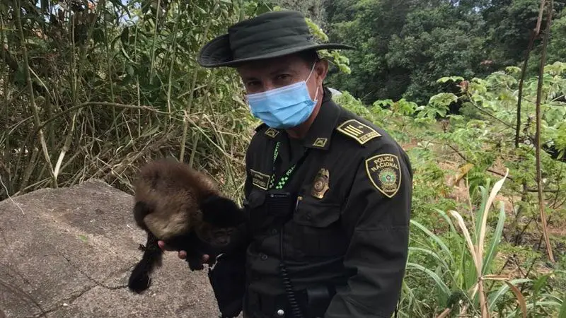Policía logra el rescate de un mono