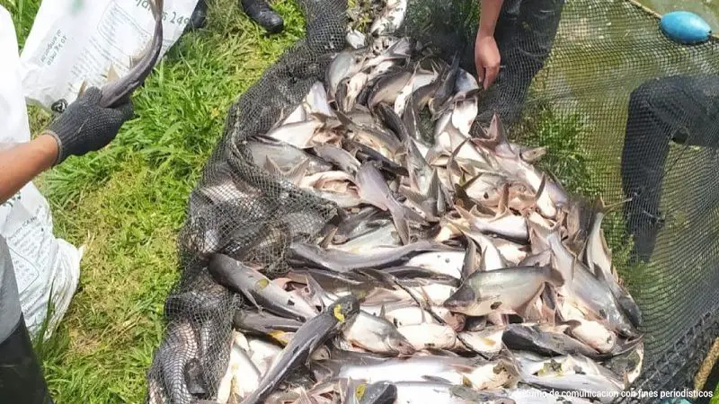 Intervienen criaderos de pez basa en el Huila
