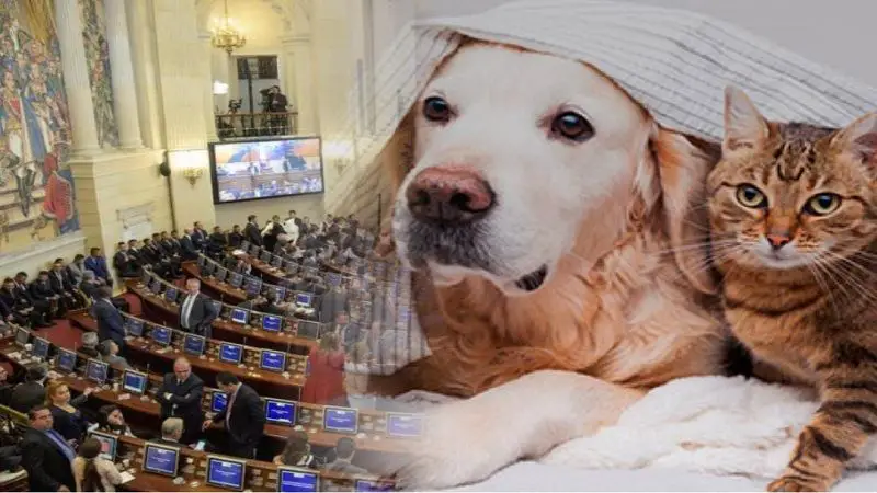 Senadores y representantes podrán llevar a sus mascotas al Congreso