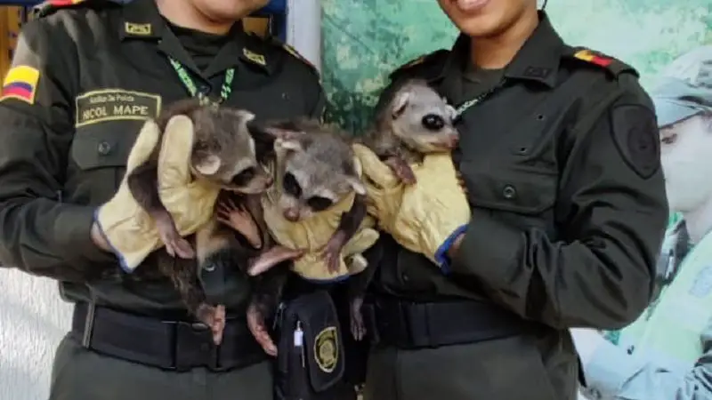 Tres ejemplares de mapaches fueron rescatados en la vía Rivera, Huila