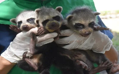 Rescatan tres crías de mapaches en el Huila