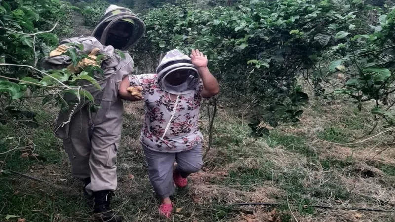 Cinco personas fueron atacadas por abejas en Suaza, Huila