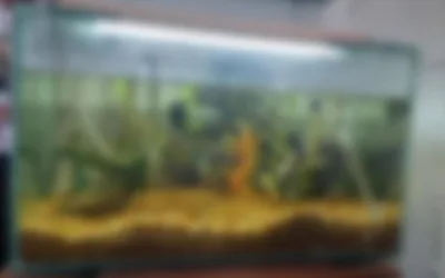 Un niño de un año se ahogó en una pecera en el sur de Neiva