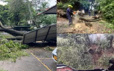 Lluvias en Neiva generaron la caída de varios árboles