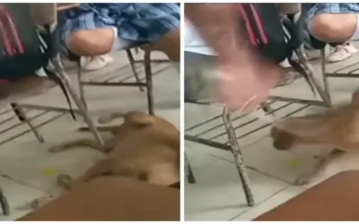 Profesor es criticado por golpear a un perro que dormía en el salón de clases