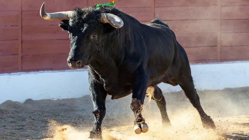 Se hundió proyecto que prohibiría corridas de toros en el país