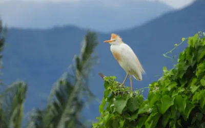 En ranking nacional con mayor registro de aves se encuentra el Huila