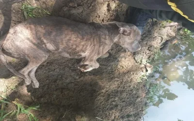 Rescatan a perro que fue enterrado en el sur de Neiva