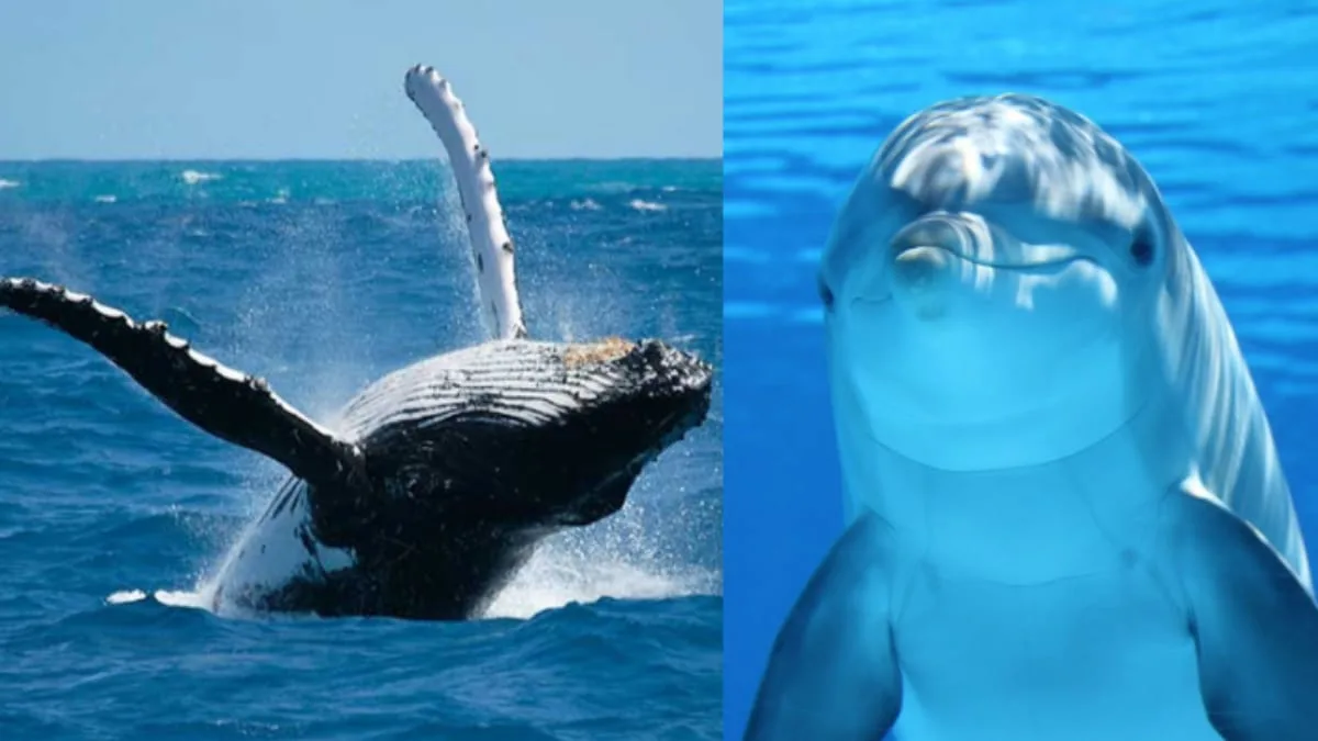 23 de Julio: Día mundial de las Ballenas y los Delfines