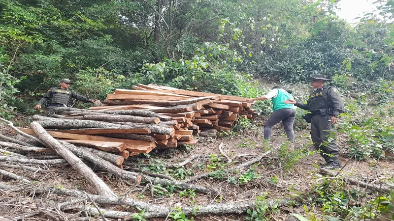 Incautan madera talada ilegalmente en Palermo, Huila