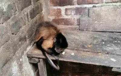 Rescatan a un mono maicero en cautiverio en Garzón