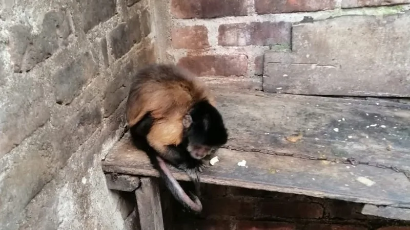 Rescatan a un mono maicero en cautiverio en Garzón
