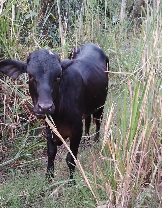 Dos bovinos hurtados en Tarqui fueron recuperados en Garzón, Huila | Noticias de Buenaventura, Colombia y el Mundo