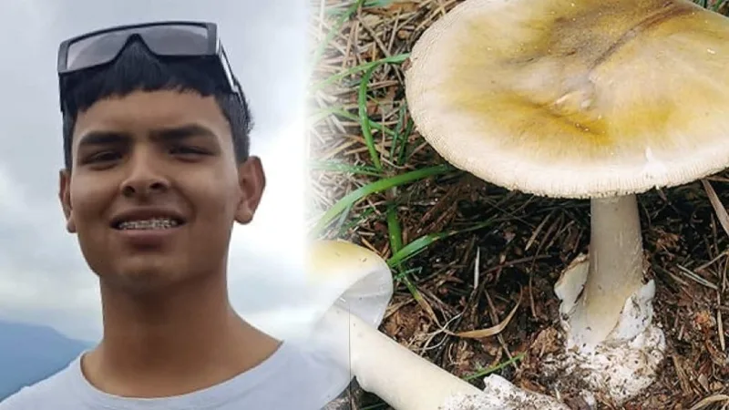 Joven perdió la vida tras ingerir un hongo venenoso en Saladoblanco, Huila