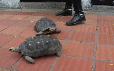 Dos tortugas morrocoy eran tenidas como mascotas en el centro del Huila