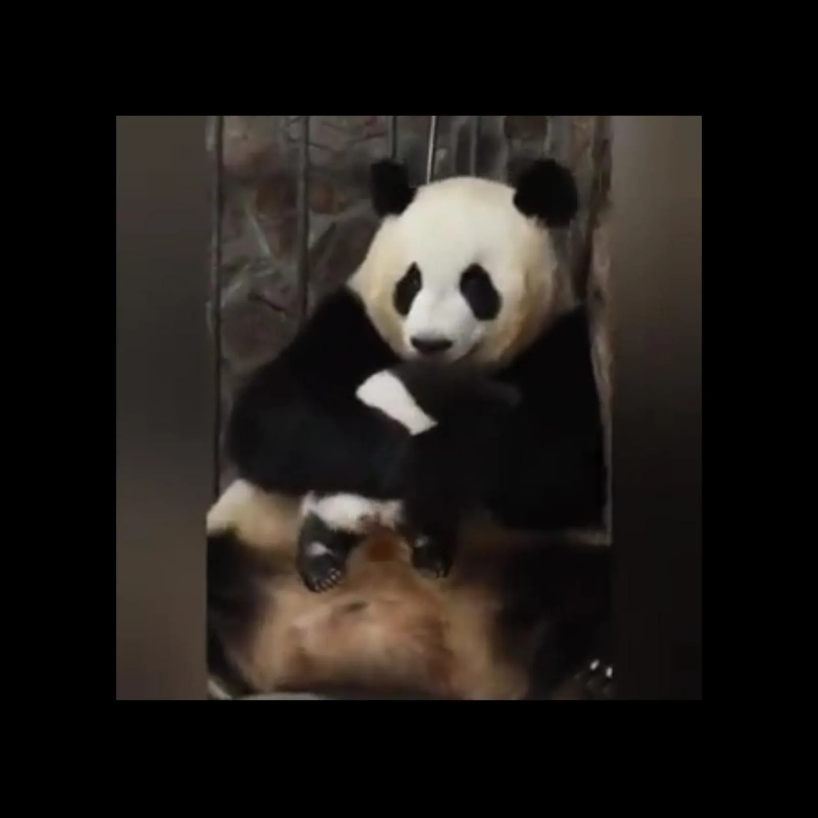 Tierno reencuentro entre bebé panda y su madre