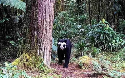 Población de oso de anteojos en el Huila aumenta