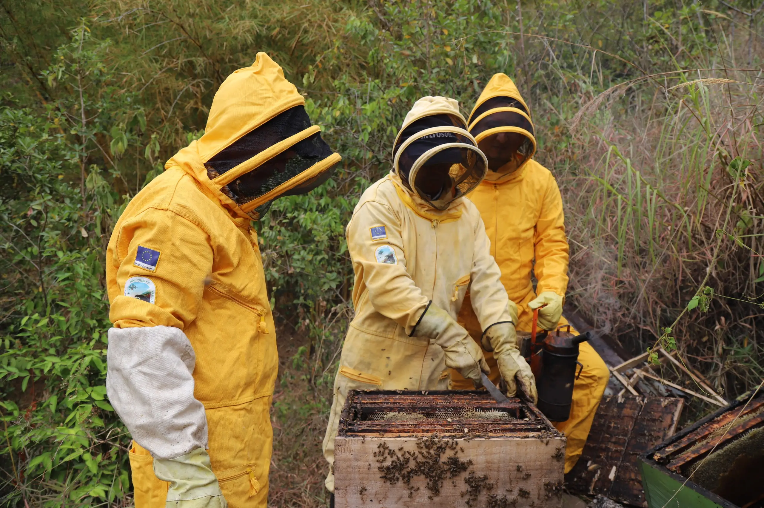 Campesinos se asociaron para preservar las abejas