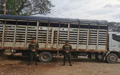 Incautaron 16 cabezas de ganado en el barrio Los Guaduales, Neiva