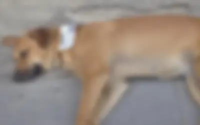 Fiscalía imputó cargos a hombre que atropelló a un perro en Saladoblanco, Huila
