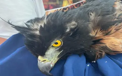 Águila real de montaña herida fue rescatada en San Agustín, Huila