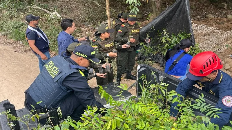 Sembratón de árboles en zonas afectadas por incendios en Acevedo, Huila