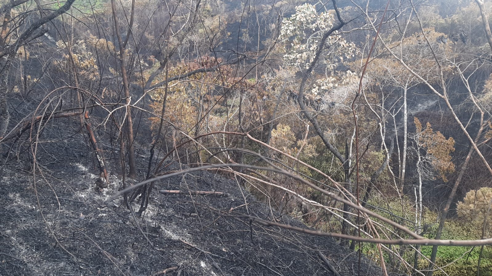 Incendio en Nátaga afectó varias hectáreas de bosque y dos nacederos de agua