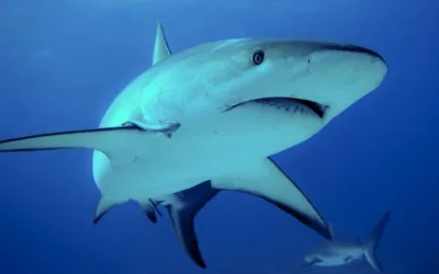 Solicitan revocar resolución que permite la pesca incidental de tiburones