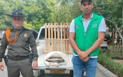 Autoridades incautaron pescado basa en Neiva