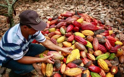 Cacaocultores del Huila, esperan beneficiarse de la bonanza en los precios
