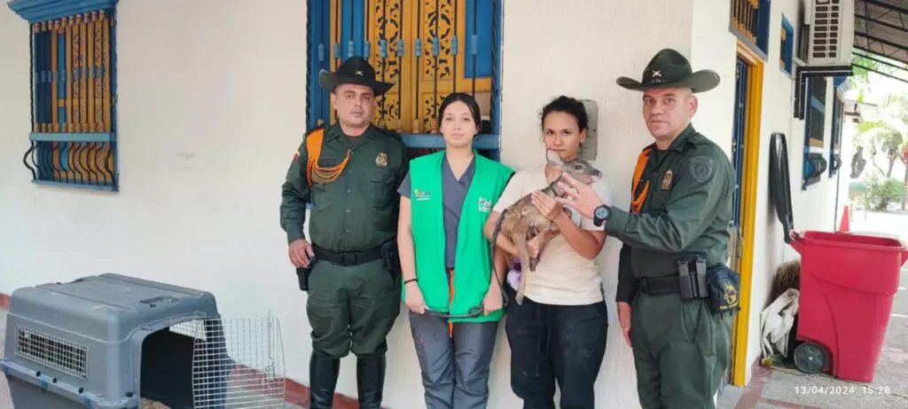64 wild animals were rescued by the Police in Huila