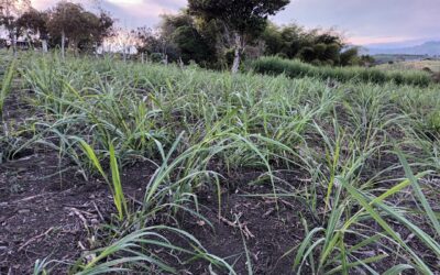 Sector agropecuario se prepara para el Fenómeno de ‘La Niña’