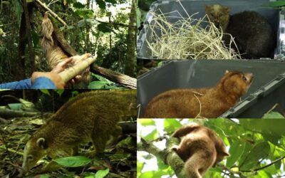 Cinco mamíferos silvestres retornan a su hábitat tras rehabilitación exitosa