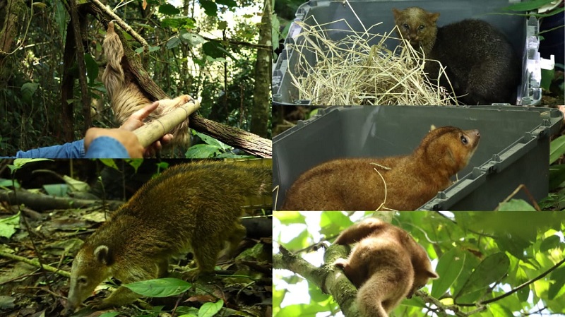 Cinco mamíferos silvestres retornan a su hábitat tras rehabilitación exitosa