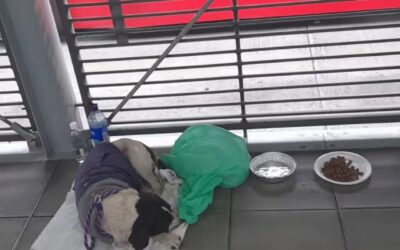 Perro abandonado en estación de TransMilenio es adoptado