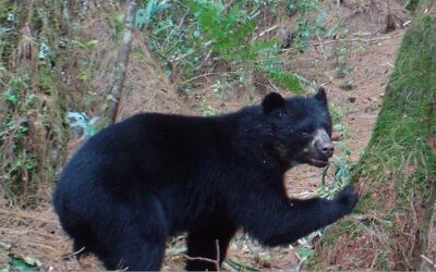 13 especies silvestres prioritarias del corredor Andino Amazónico