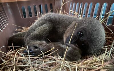 Fue rescatada cría de mono churuco que era mantenida como mascota en Neiva