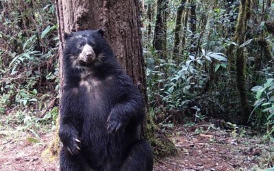 El Huila aporta 949 especies de fauna silvestre a la biodiversidad del Macizo Colombiano