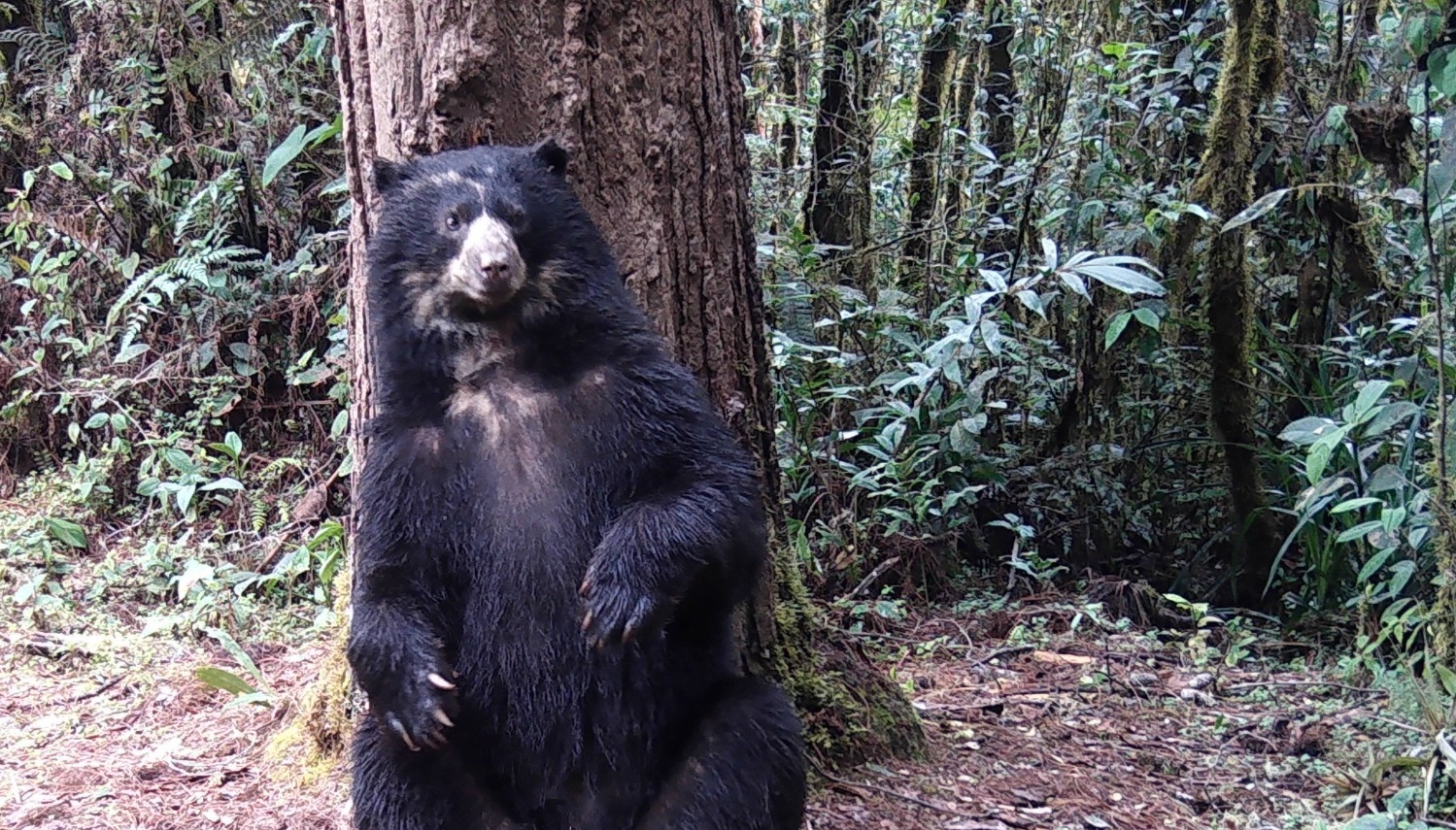 El Huila aporta 949 especies de fauna silvestre a la biodiversidad del Macizo Colombiano